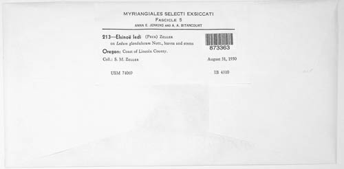 Elsinoe ledi image